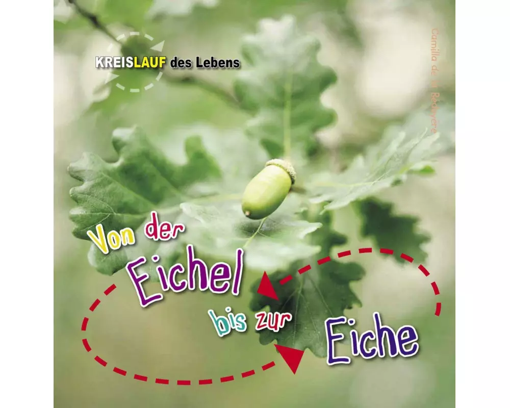 Von der Eichel bis zur Eiche