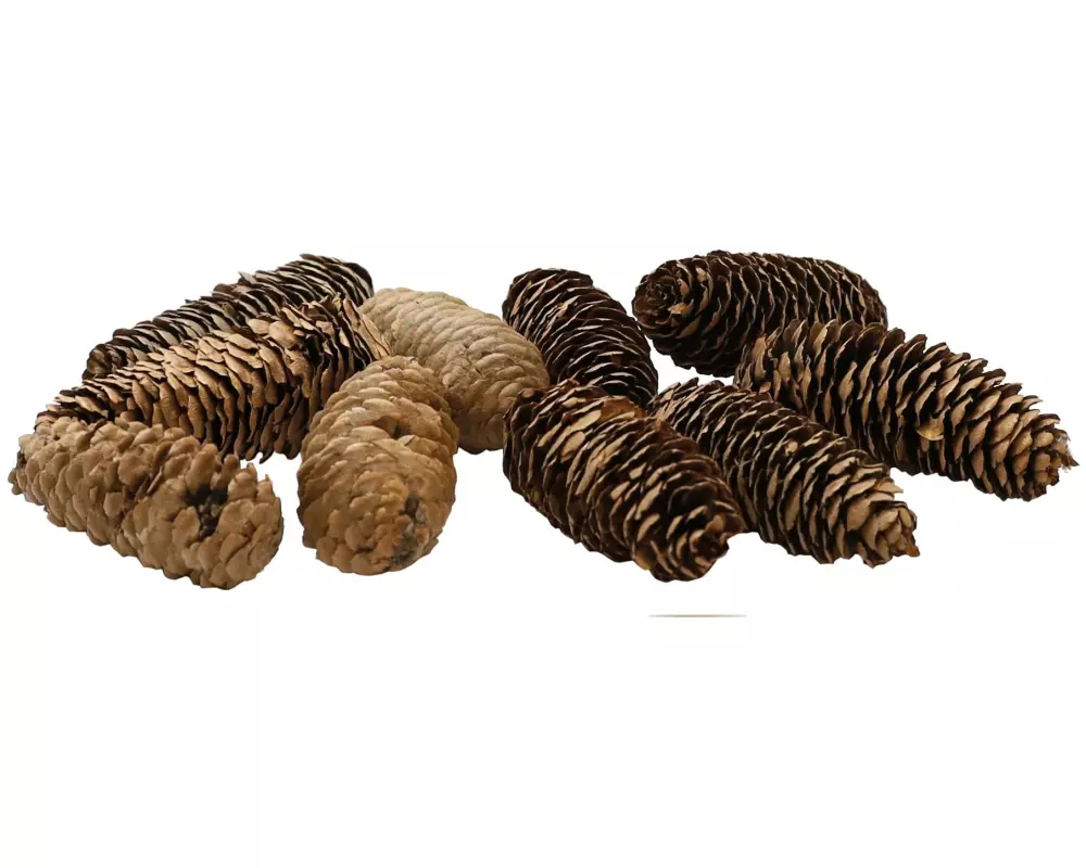 Dekomat AG Tannenzapfen echt ca. 8-9 cm, 12 Stück