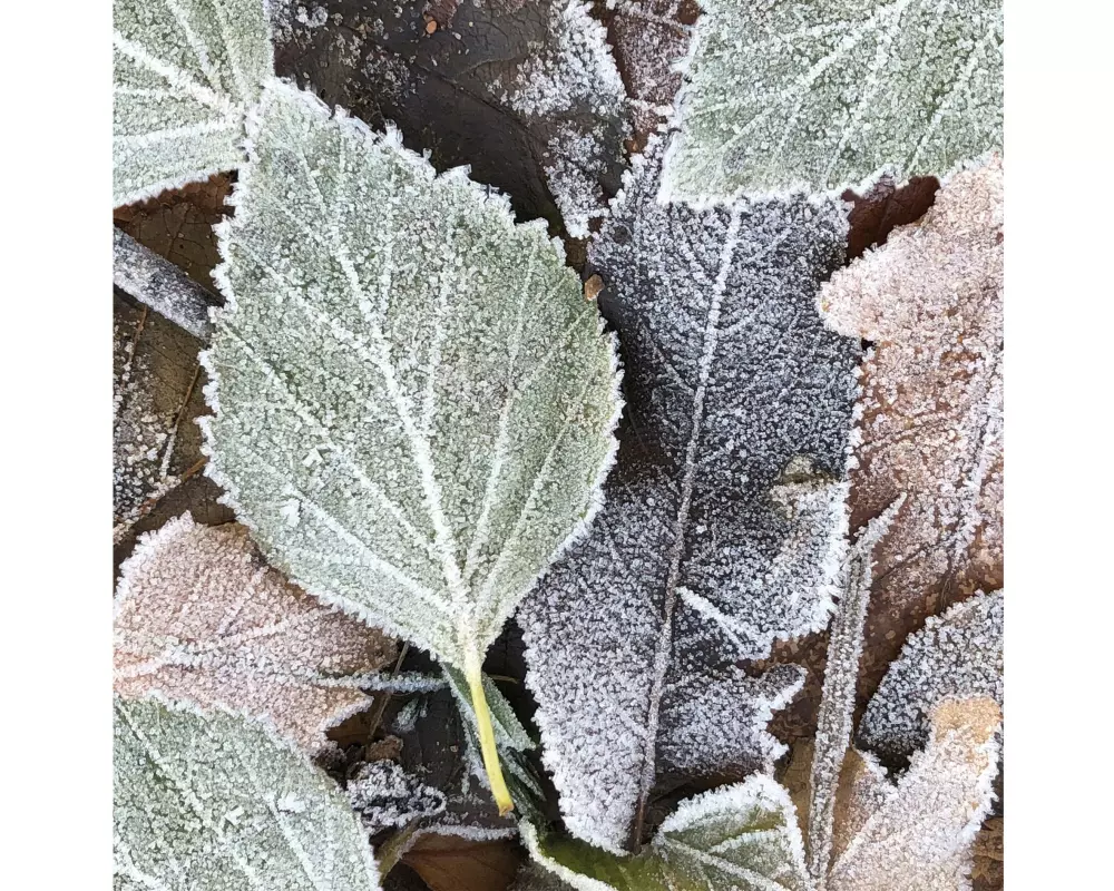 Paper + Design Servietten Winterblätter 33 x 33 cm, 20 Stück