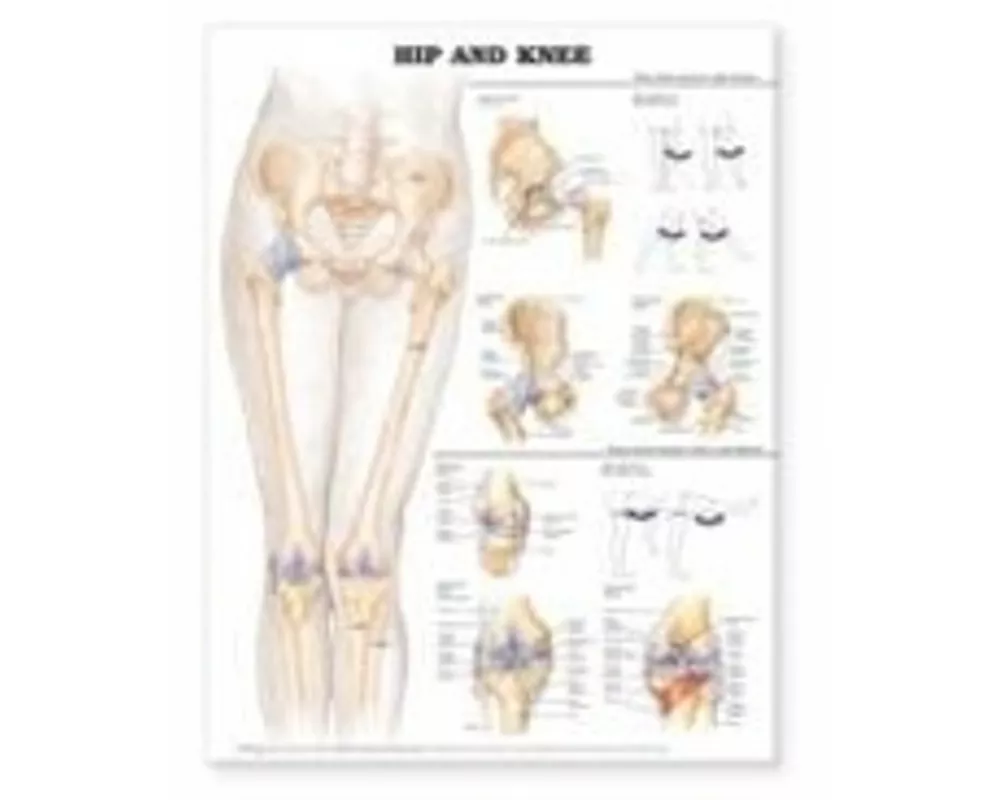 Hip and Knee Anatomical Chart