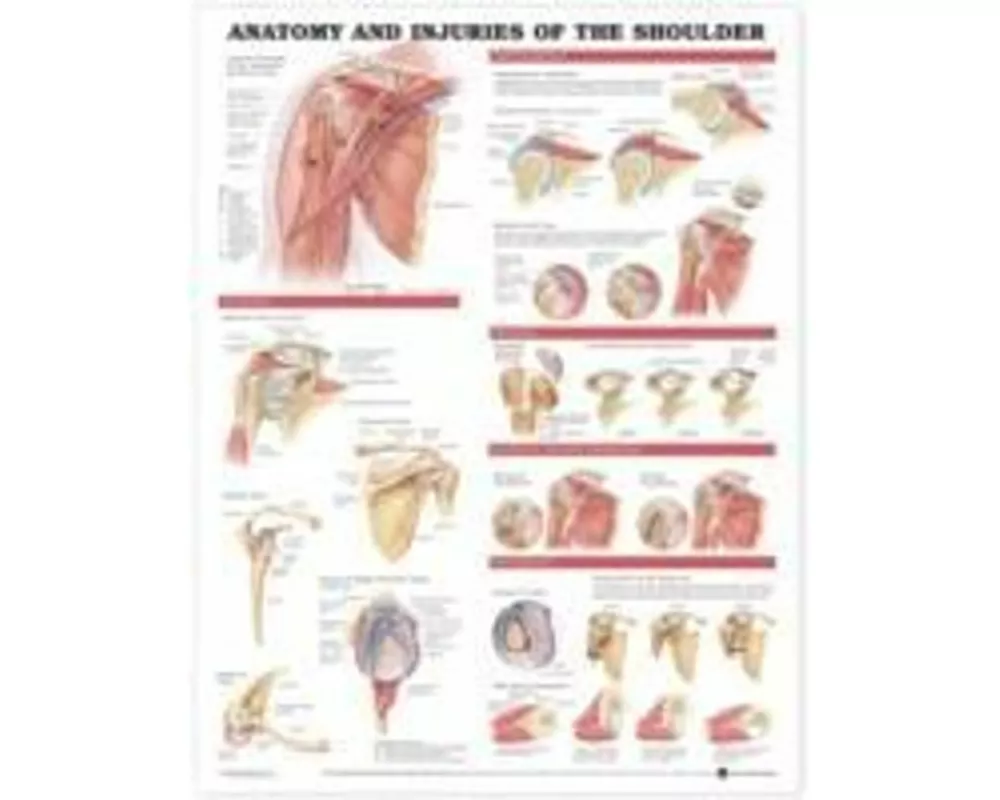 Anatomy and Injuries of the Shoulder Anatomical Chart