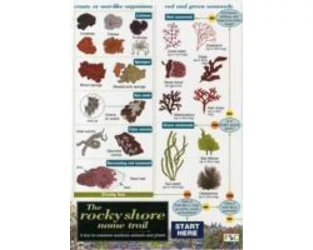 Rocky Shore Name Trail Chart