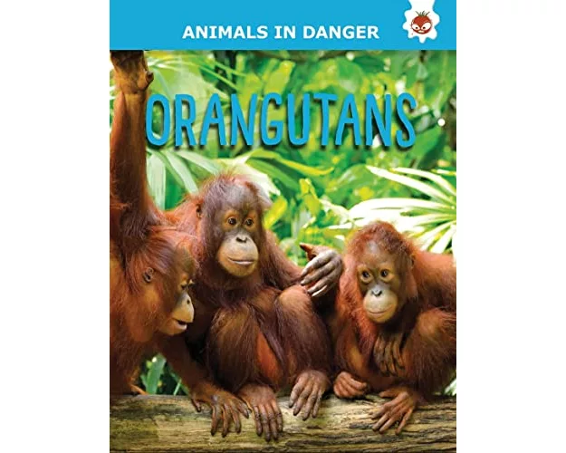 Orangutans