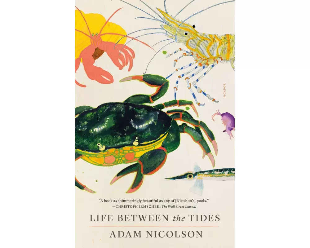 Life Between the Tides