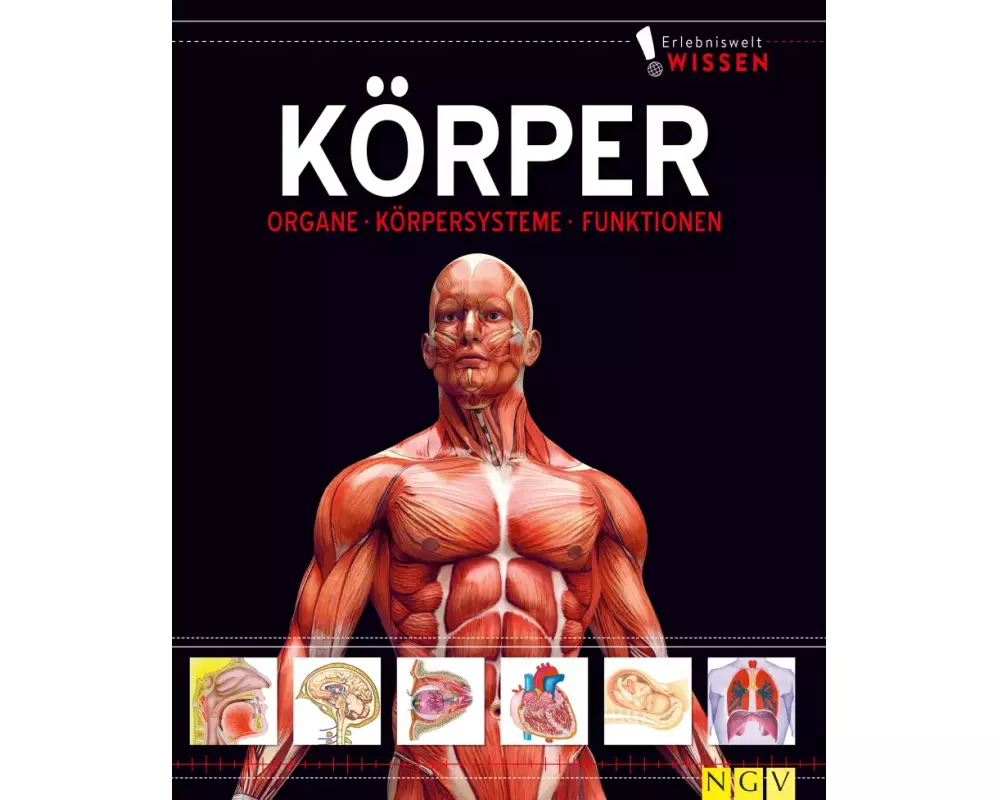 Erlebniswelt Wissen Körper