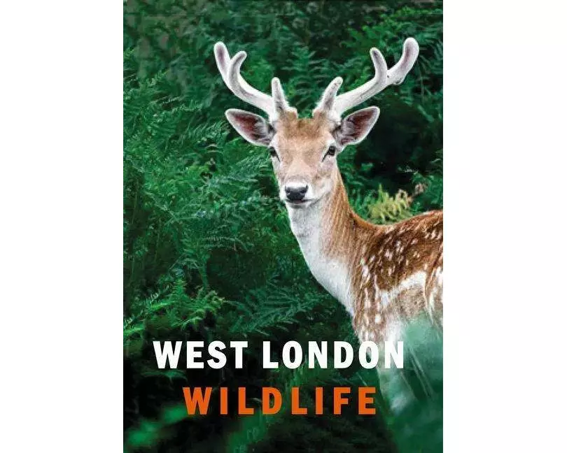 West London Wildlife