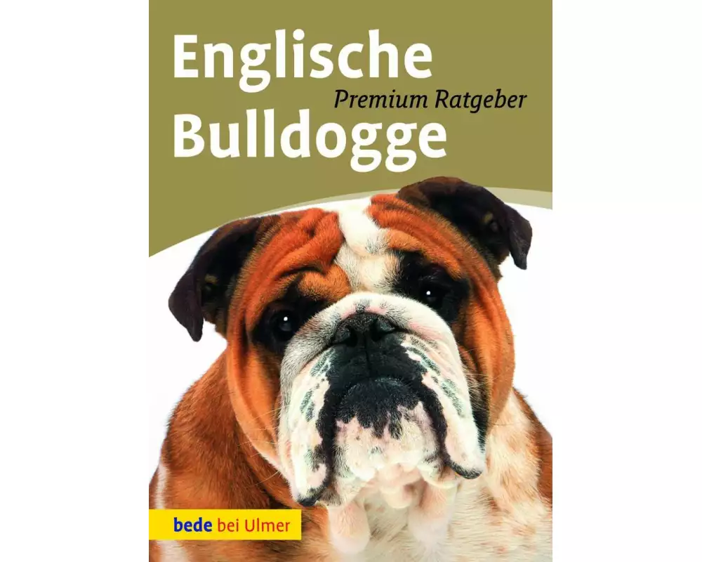 Englische Bulldogge