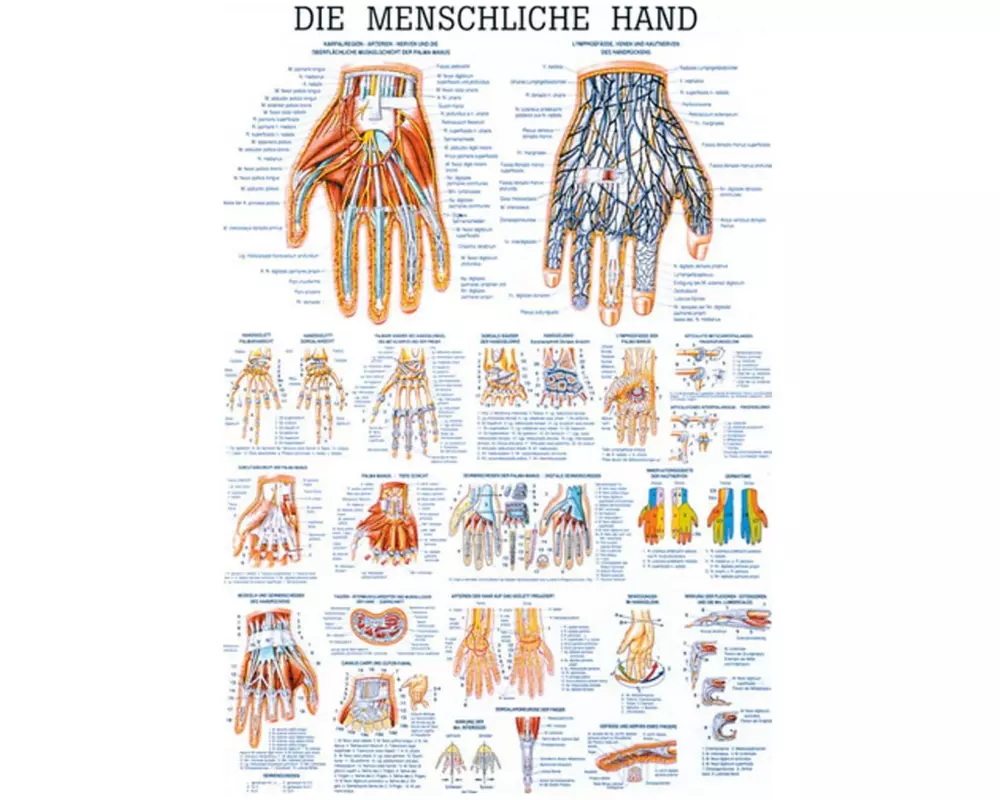 Rüdiger Anatomische Lehrtafel Die menschliche Hand 70 x 100 cm