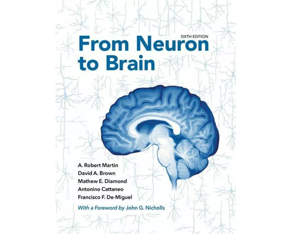 From Neuron to Brain