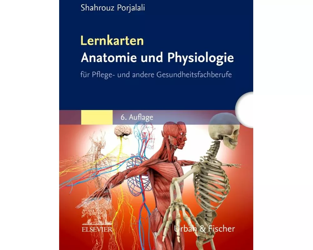 Lernkarten Anatomie und Physiologie