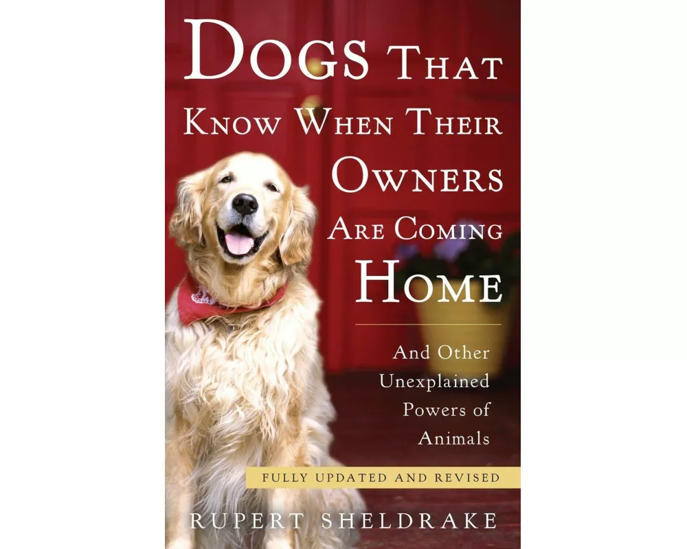 Dogs That Know When Their Owners Are Coming Home