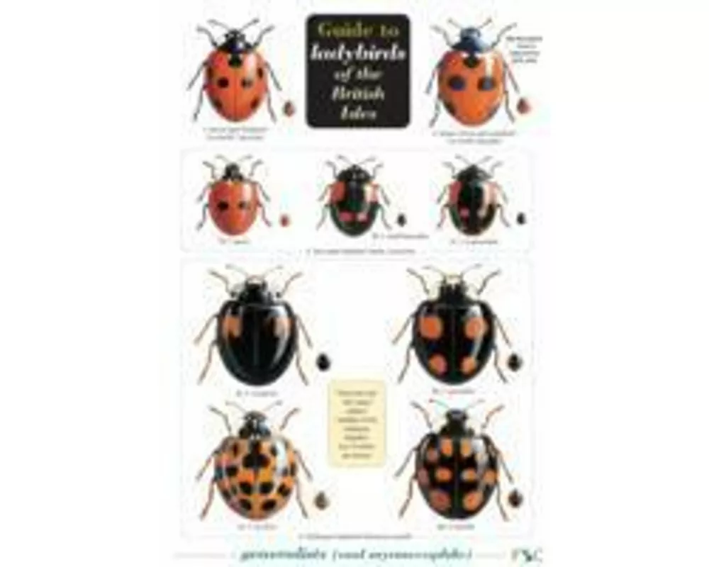 Guide to Ladybirds of the British Isles