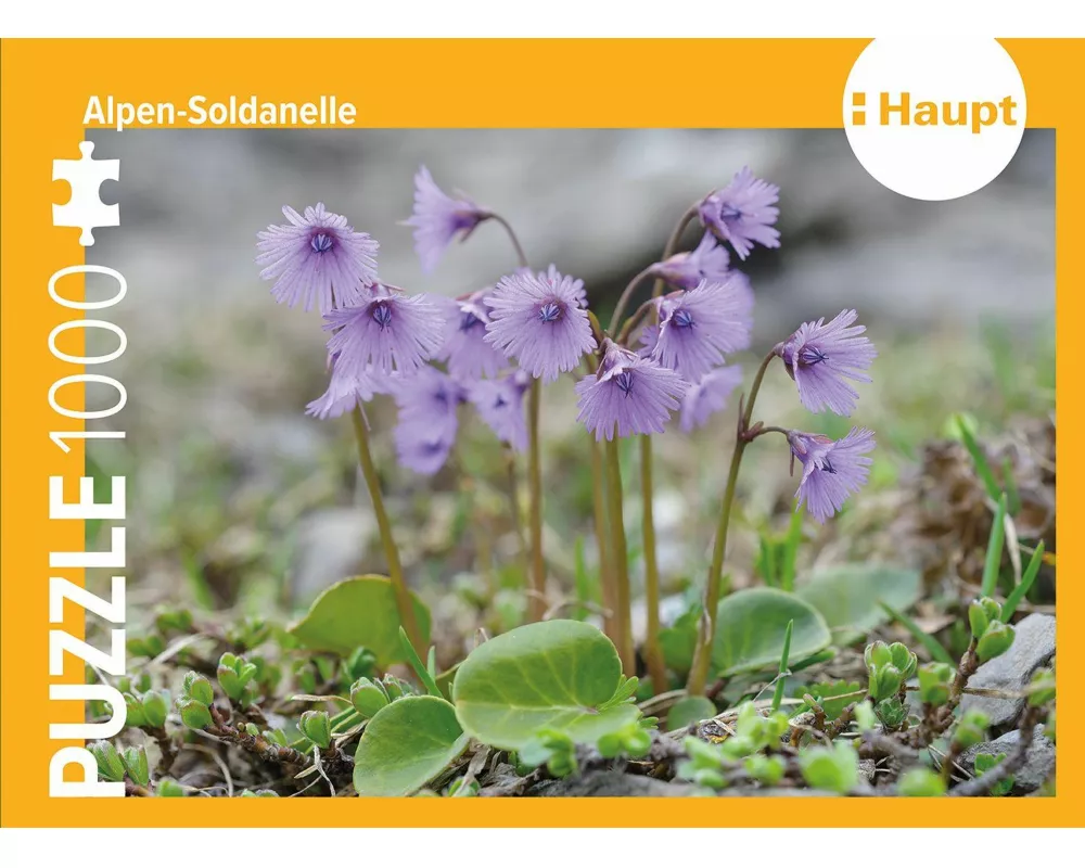Alpen-Soldanelle – Puzzle