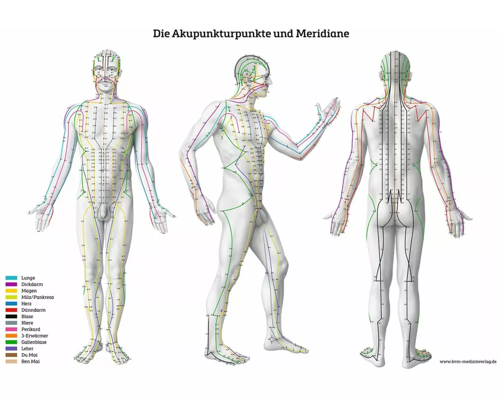 Lernposter - Die Akupunkturpunkte und Meridiane
