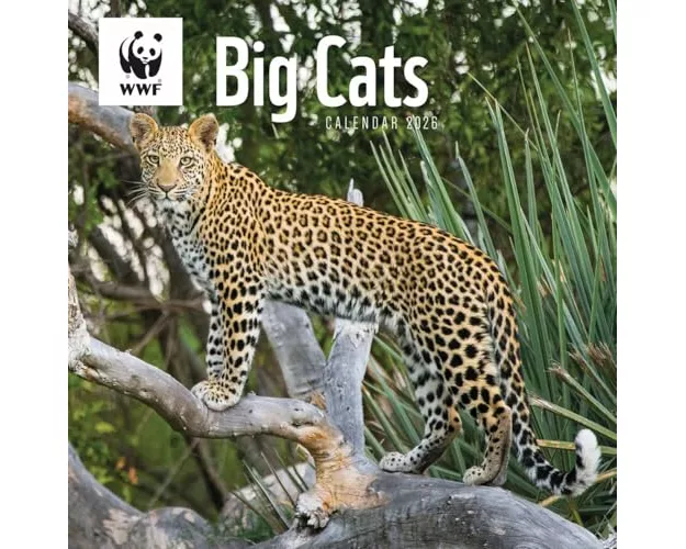 Wwf Big Cats Square Wall Calendar 2026
