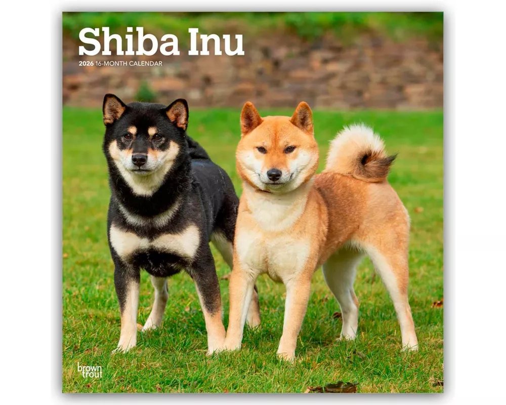 Shiba Inu - Shiba 2026 - 16-Monatskalender