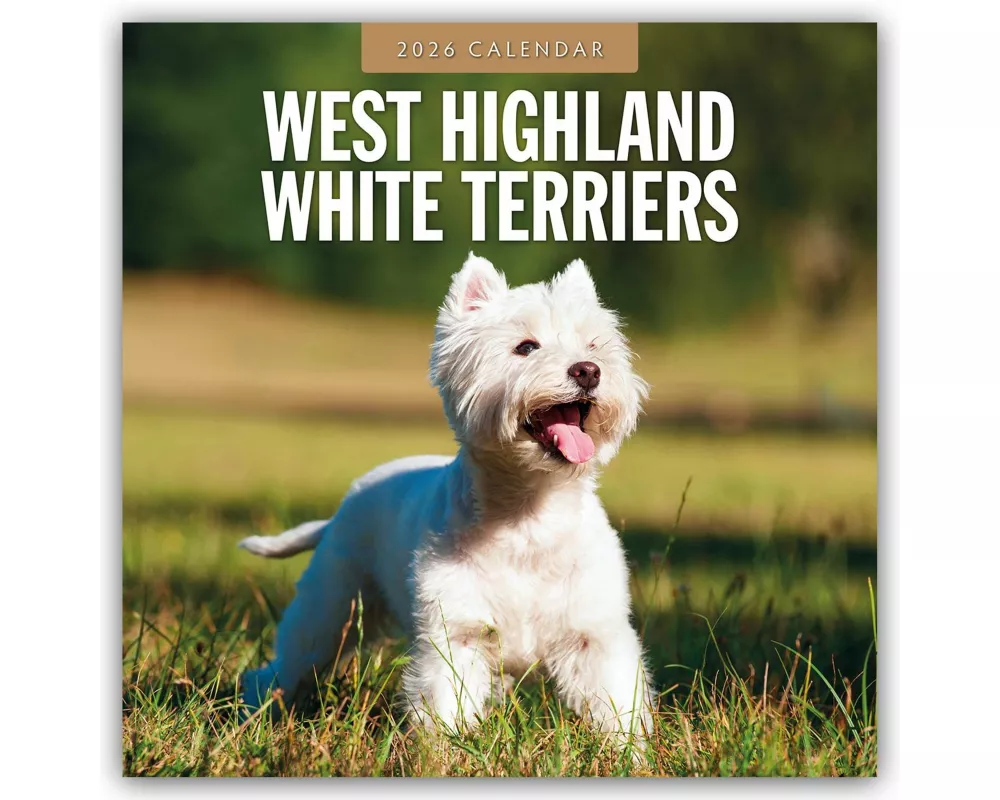 West Highland White Terriers 2026 Square Wall Calendar