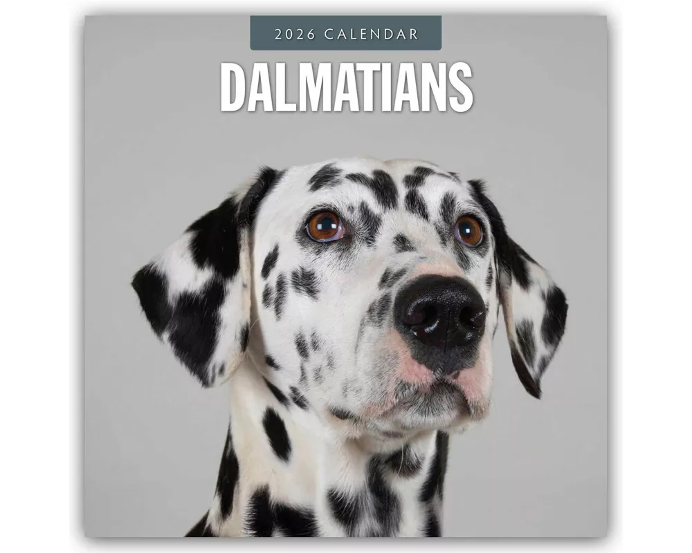 Dalmatians 2026 Square Wall Calendar
