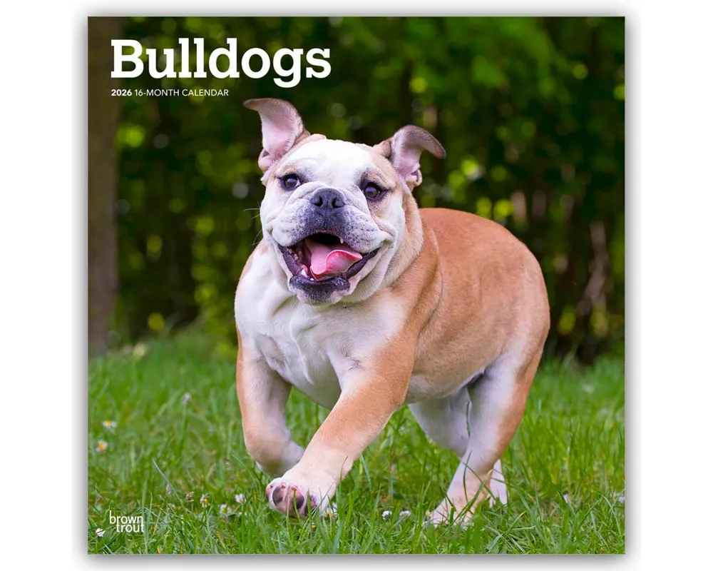 Bulldogs 2026 12 X 24 Inch (Hanging) Monthly Square Wall Calendar Plastic-Free