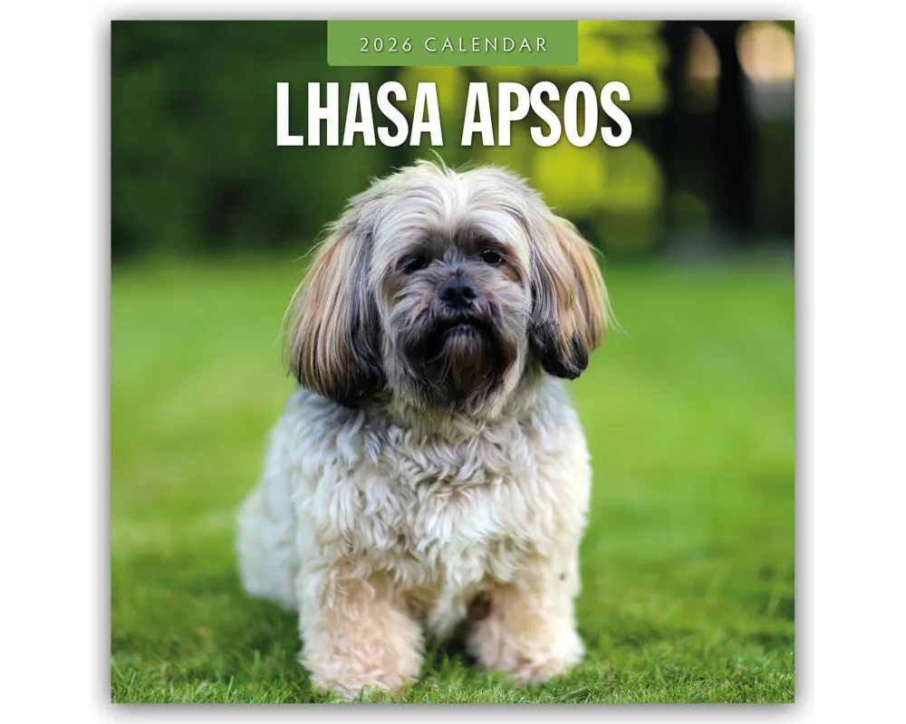Lhasa Apsos 2026 Square Wall Calendar