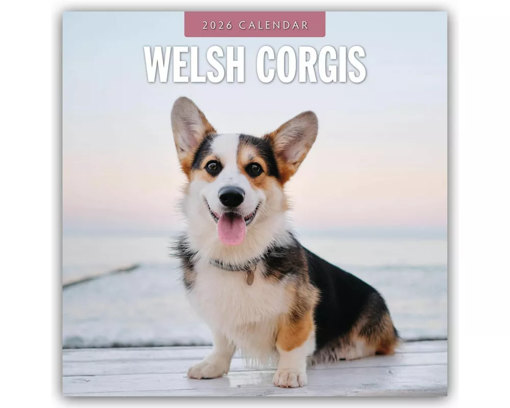 Welsh Corgis 2026 Square Wall Calendar