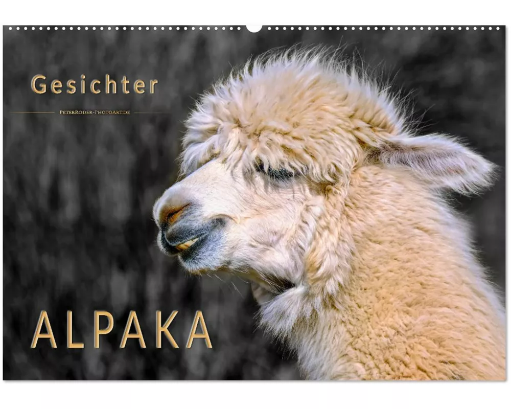Alpaka Gesichter (Wandkalender 2026 DIN A2 quer), CALVENDO Monatskalender
