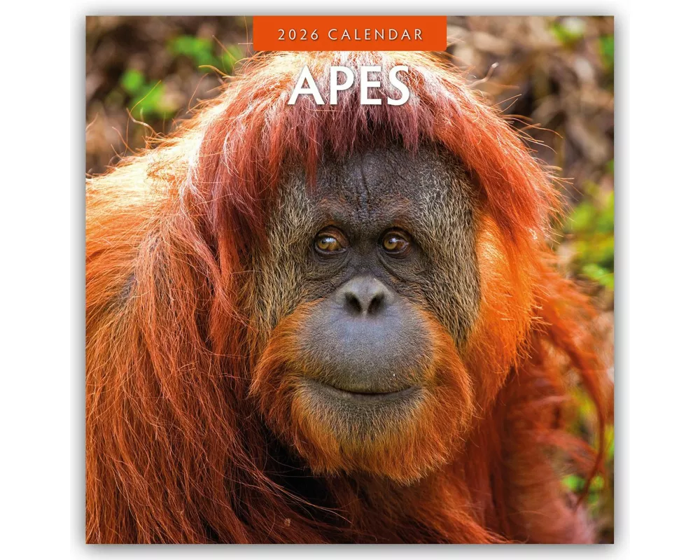 Apes 2026 Square Wall Calendar