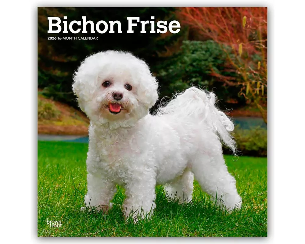 Bichon Frisé 2026 - 16-Monatskalender