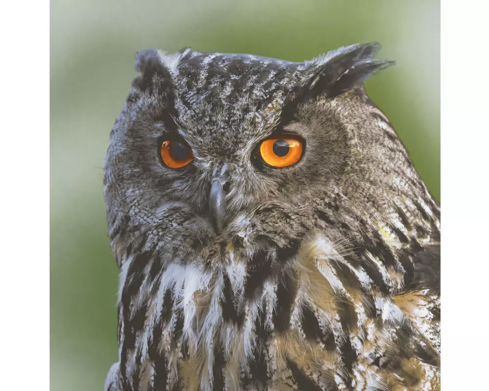 Paper + Design Servietten Eule 33 cm x 33 cm, 20 Stück