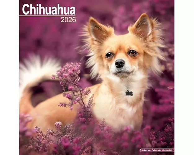Chihuahua Calendar 2026 Square Dog Breed Wall Calendar - 16 Month