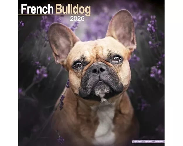 French Bulldog Calendar 2026 Square Dog Breed Wall Calendar - 16 Month