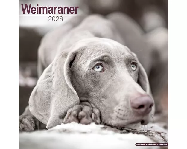 Weimaraner Calendar 2026 Square Dog Breed Wall Calendar - 16 Month