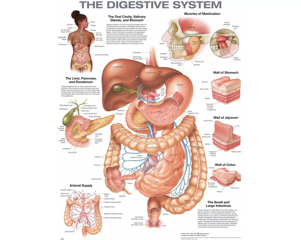 The Digestive System Anatomical Chart