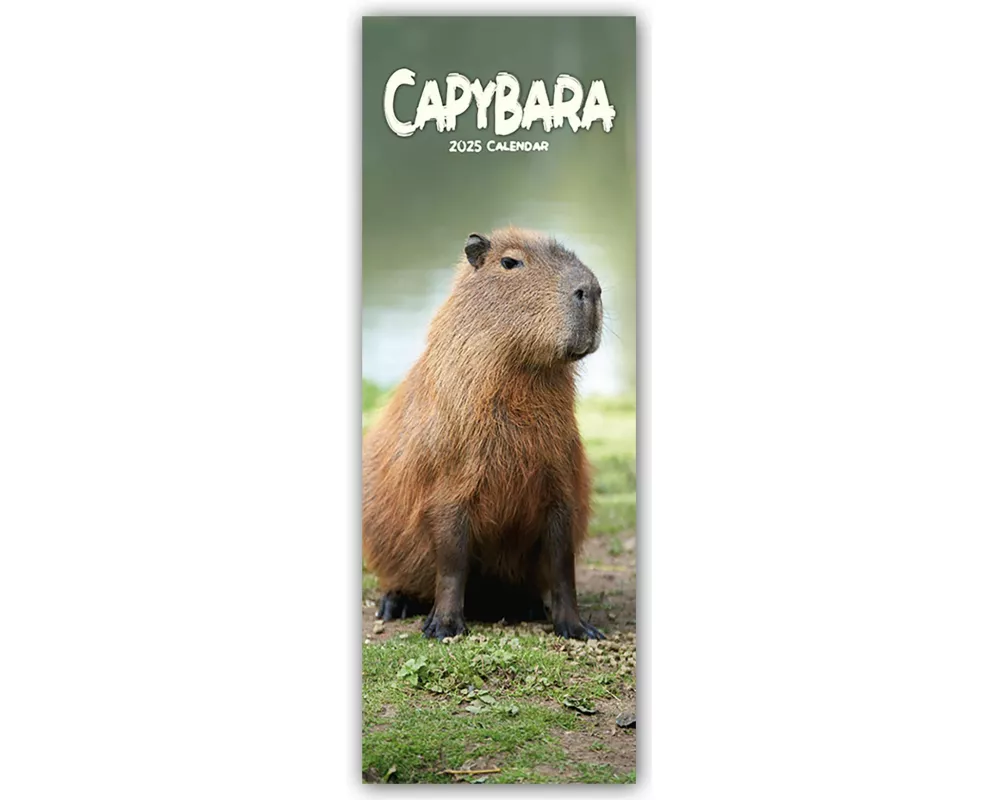 Capybara Slim Calendar 2025 Slimline Calendar - 12 Month