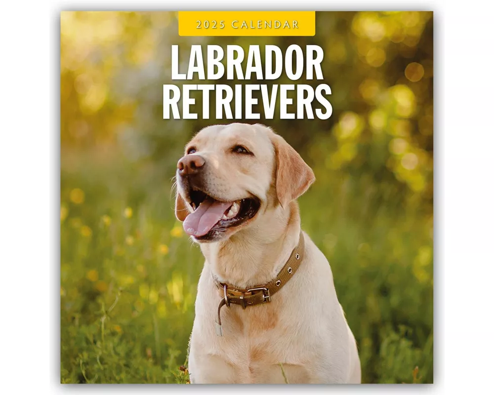 Labrador Retrievers 2025 Square Wall Calendar