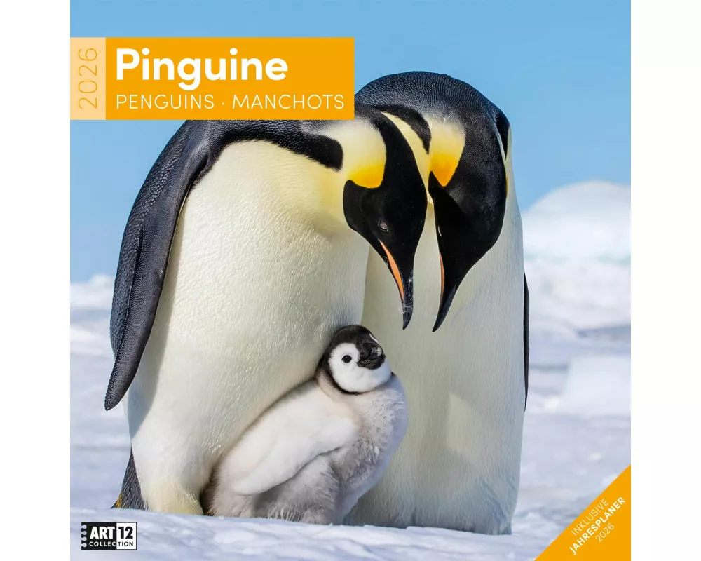 Pinguine Broschürenkalender 2026 - 30x30 - Art12