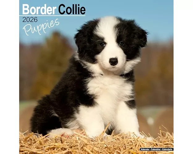Border Collie Puppies Calendar 2026 Square Dog Puppy Breed Wall Calendar - 16 Month
