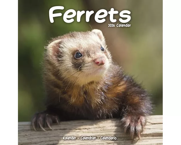 Ferrets Calendar 2026 Square Animal Wall Calendar - 16 Month