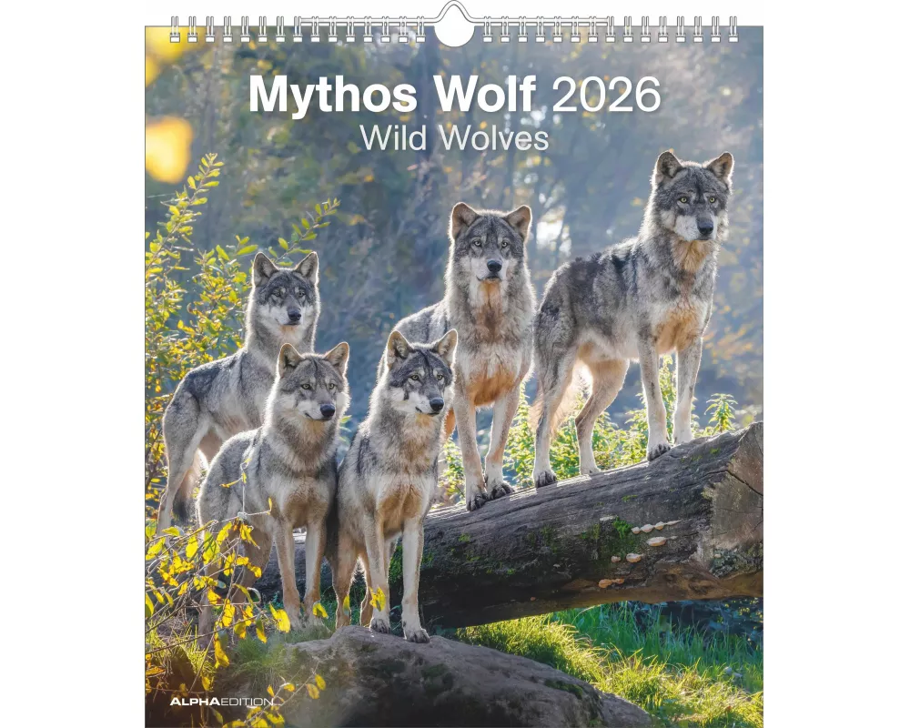 Alpha Edition - Mythos Wolf 2026 – Wandkalender 30×34 cm mit 12 faszinierenden Wolfsfotografien, 4-sprachiger Fotokalender für Naturfreunde, Tierliebh