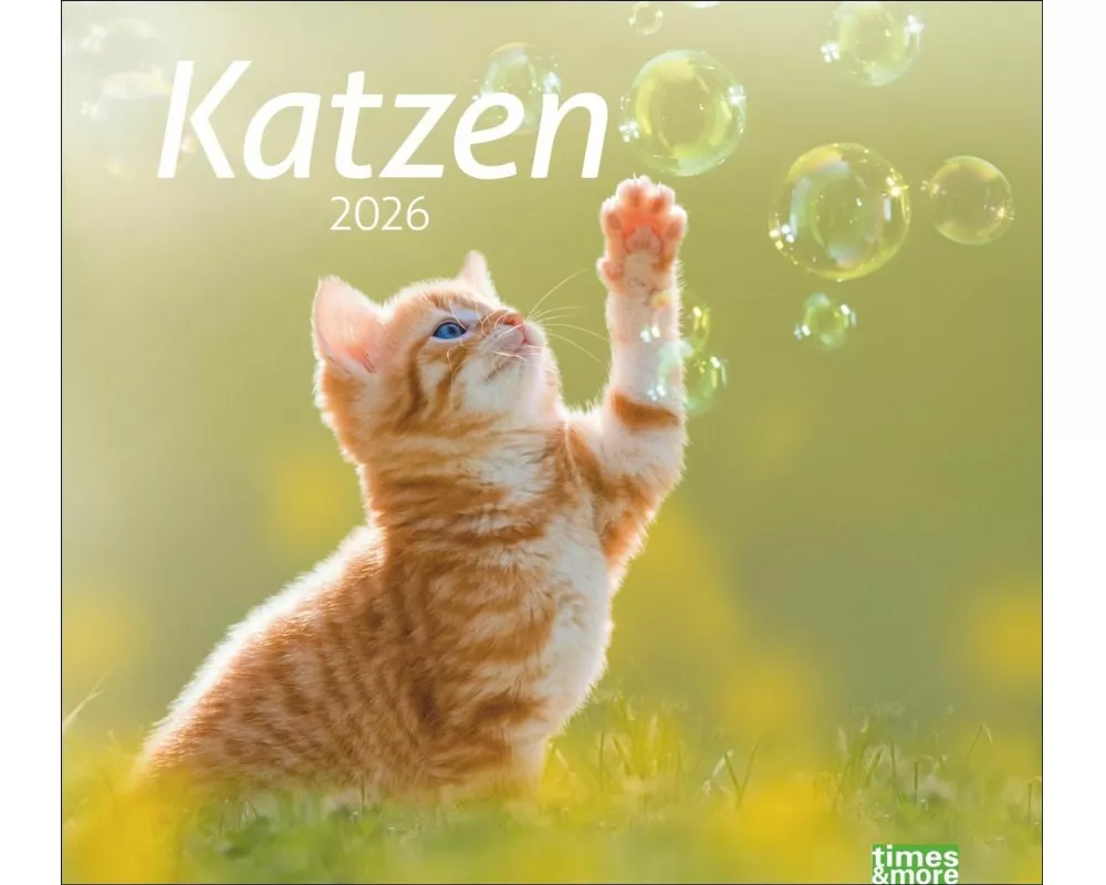 times&more Katzen Bildkalender 2026