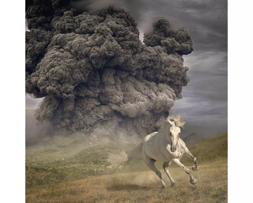 Year Of The Dark Horse