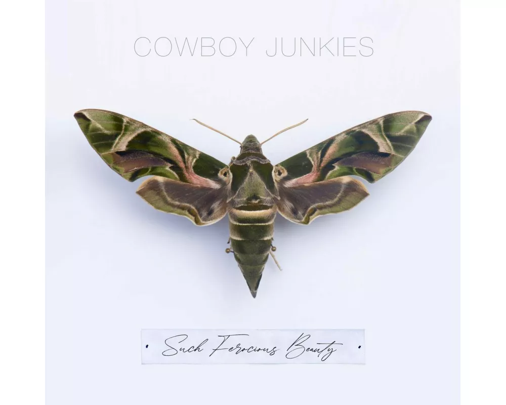 Such Ferocious Beauty