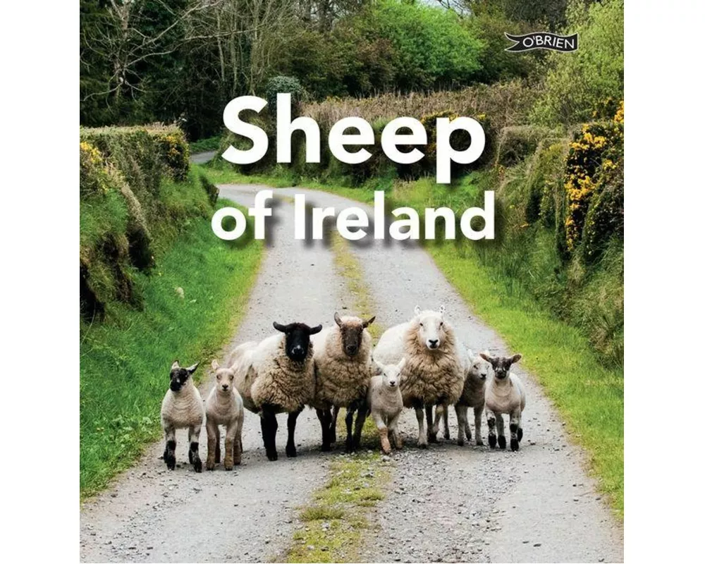 Sheep of Ireland