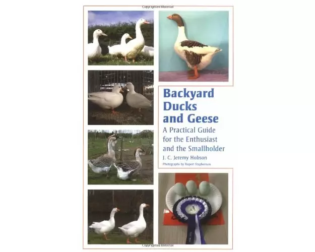 Backyard Ducks and Geese