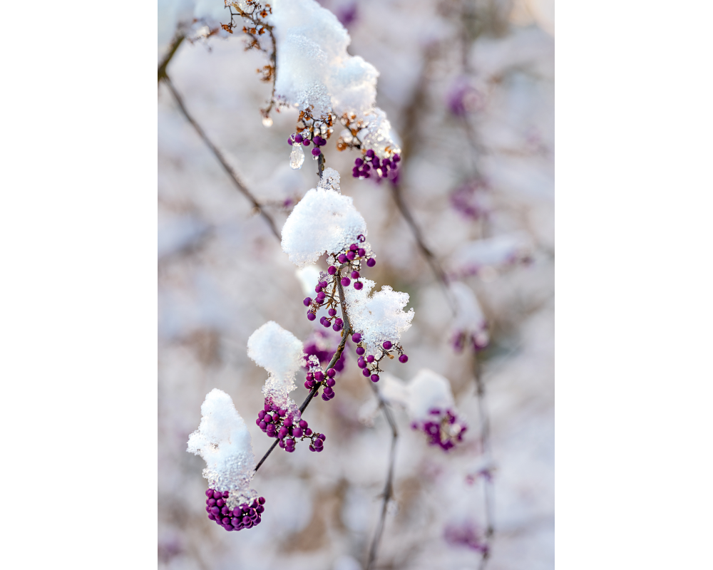 ART BULA Weihnachtskarte 12x17.5cm 12BU3539 Beeren mit Schnee