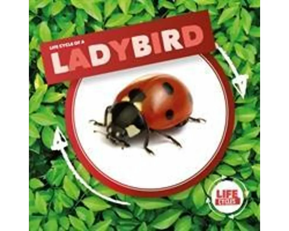 Ladybird