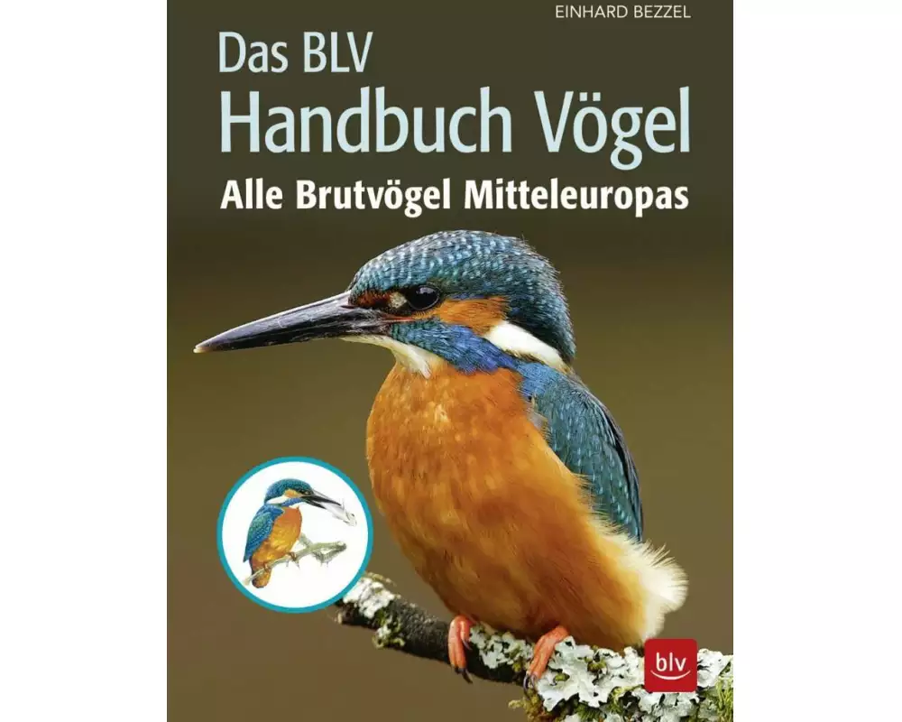 Das BLV Handbuch Vögel