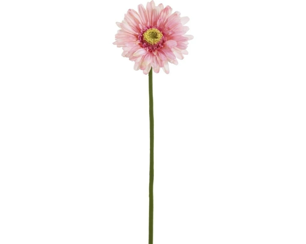 Botanic-Haus Gerbera 57 cm