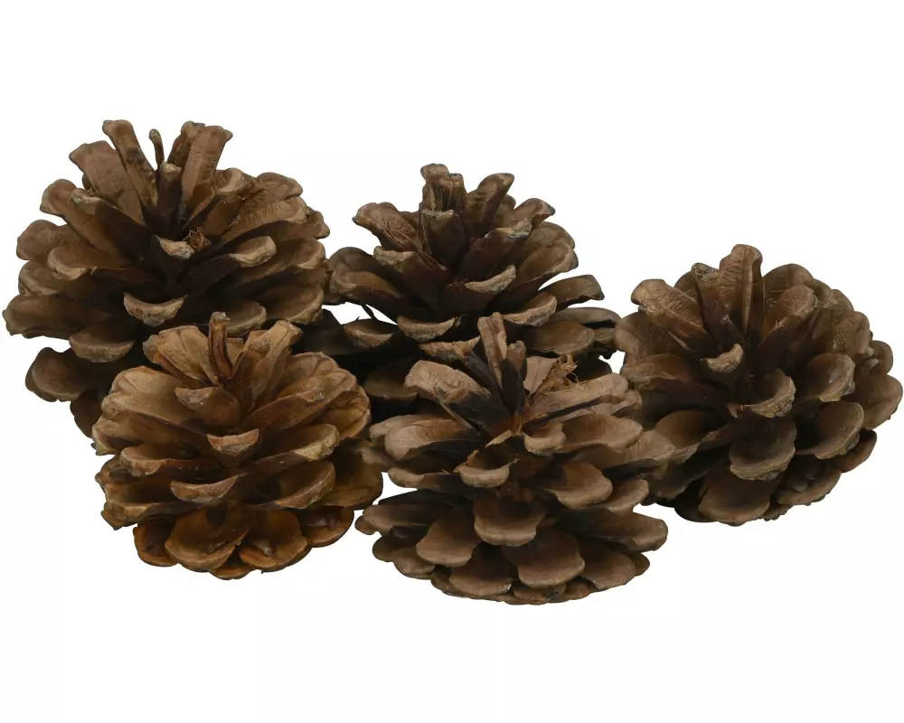 COCON Streudeko Schwarzkieferzapfen, Braun, 500g
