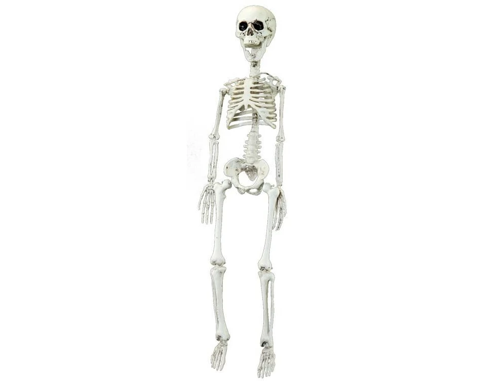 Dekomat AG Aufhänger Skelett 75 x 15 cm, 1 Stück, Weiss